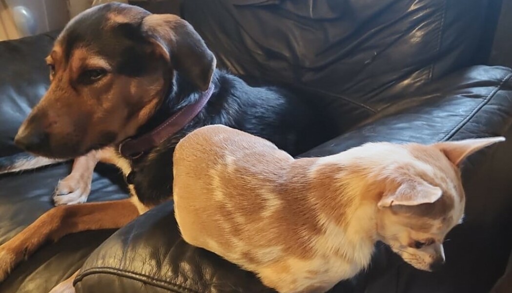 If you have a bigger dog and a smaller dog...