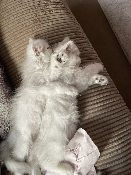 Cats and Christmas trees.