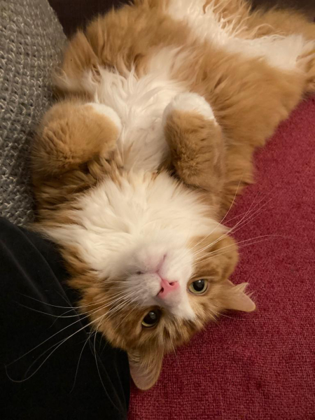 Help? I've acquired a very young kitten?