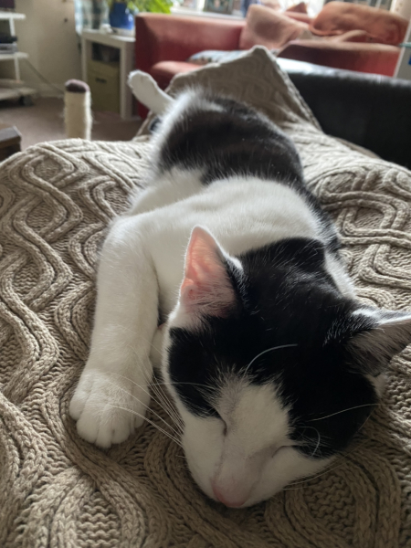 Kitten will only sleep on me...