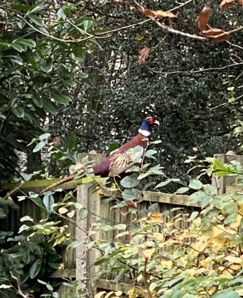 Can anyone identify the creature leaving this poo on my lawn?