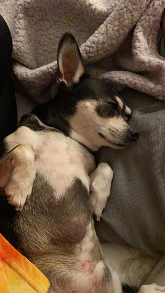 Anyone up for a 'My Dog POV' thread?