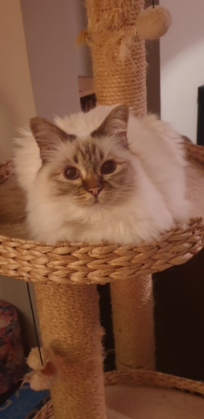 Most loving/laid back cats?