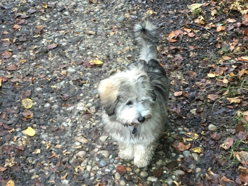 Anyone else have colour Coordinated dogs?