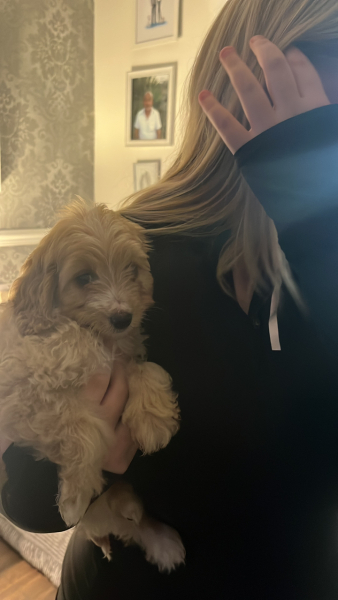 Week 3 Pre-Christmas 22 Boot Camp