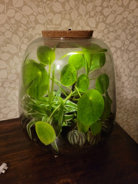 To buy my teen DS a terrarium 