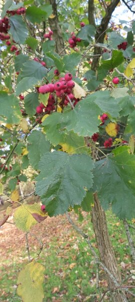 I am going to plant a lovely mixed hedge - what have I forgotten to include?