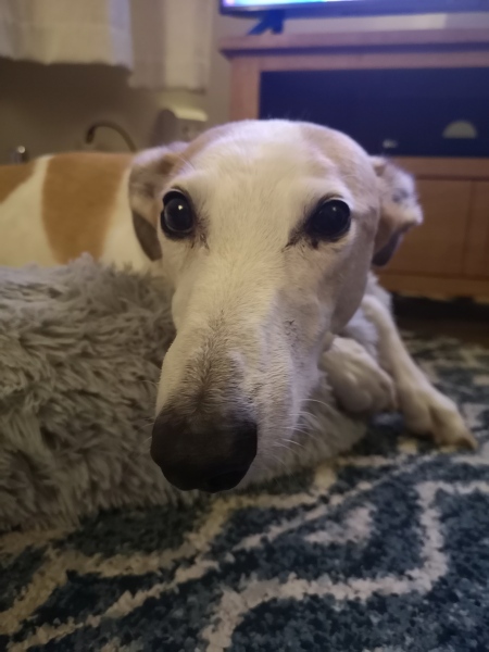 Recommend me a breed?