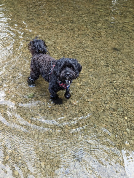 Small calm dog breeds