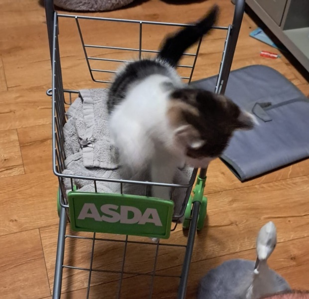 Help? I've acquired a very young kitten?