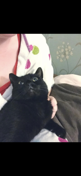 Most loving/laid back cats?