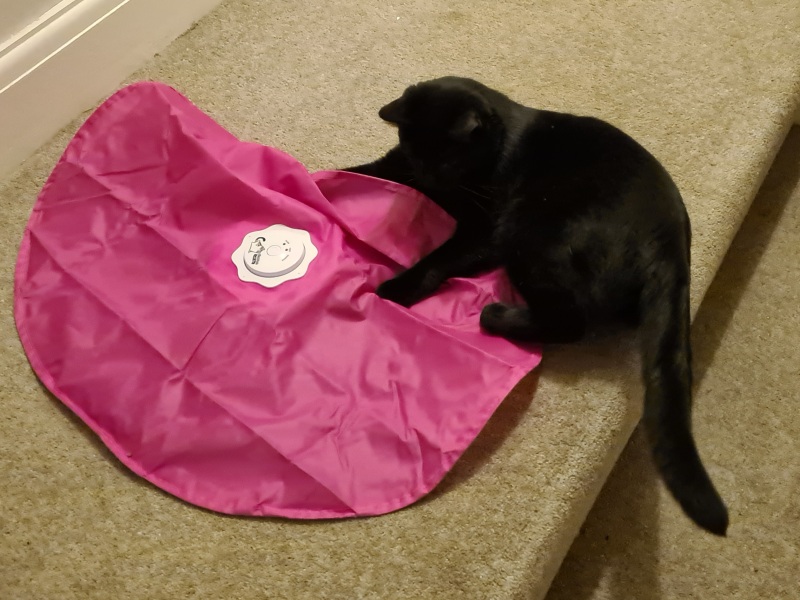 Why is it so hard to adopt a cat?