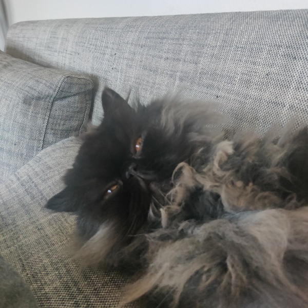 Most loving/laid back cats?