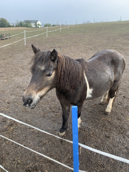 To feel sorry for people with horses?