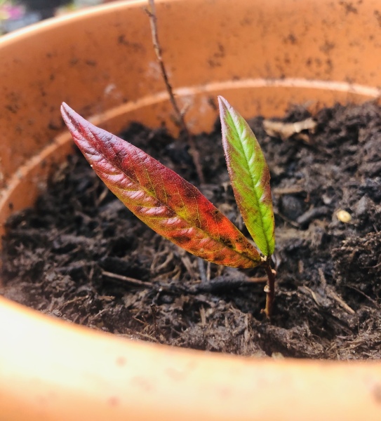 Plant ID