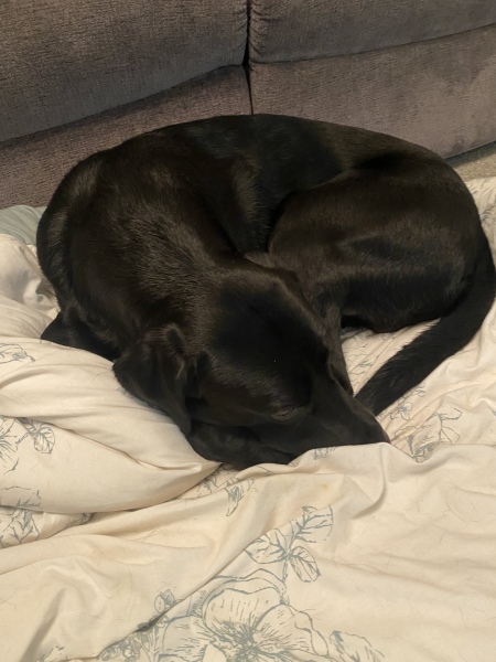 Anyone up for a 'My Dog POV' thread?