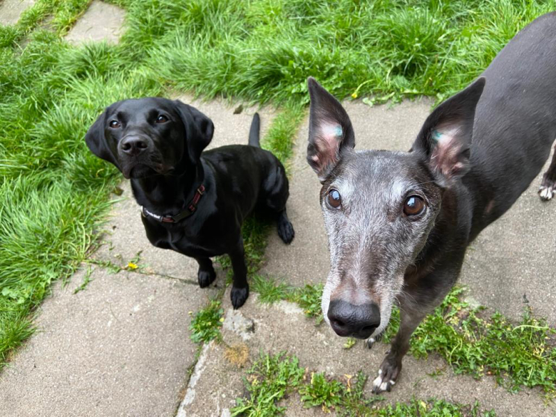 Anyone else have colour Coordinated dogs?