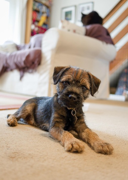 Introducing puppy to a cat