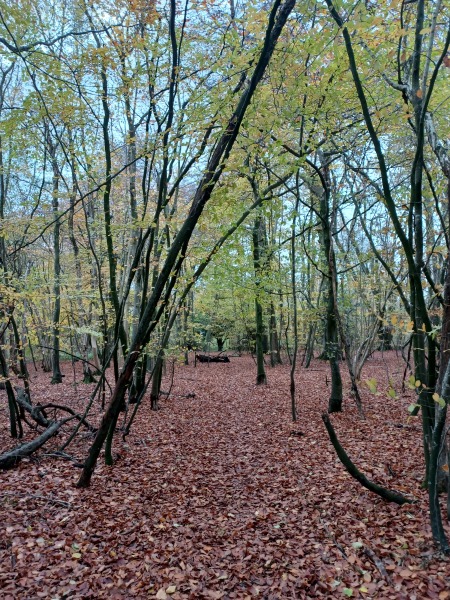 Come chat hiking with me!