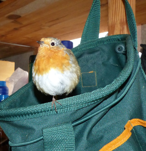 Thread 1 - Lifeboat Muster Point for TalkExiles