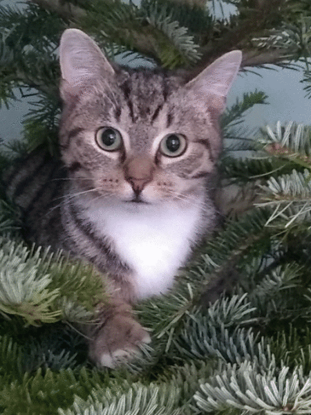 Cat versus Christmas tree