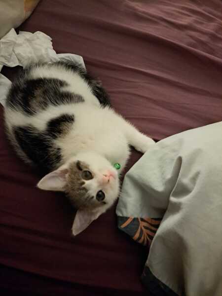 The adventures of Peppa and soon to be Bingo