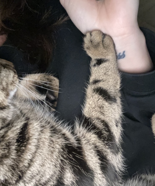 Kitten will only sleep on me...