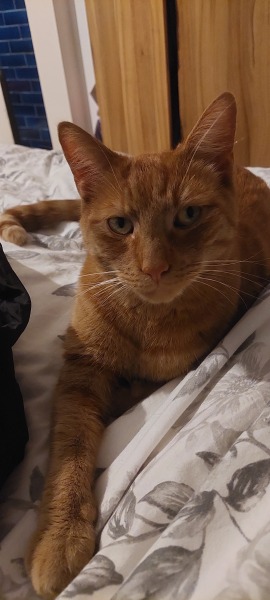 My lovely boy died tonight