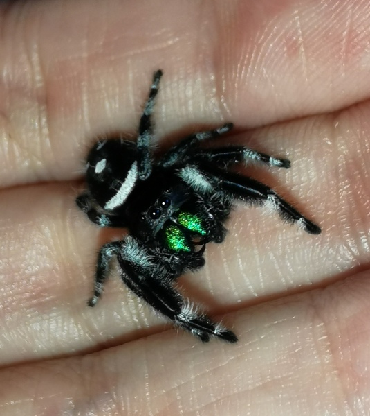 Did anyone get that big £30 spider skeleton from Asda? 