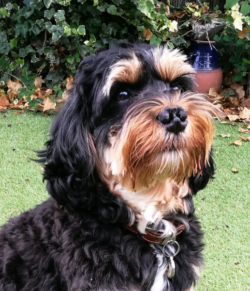 Recommend me a breed?