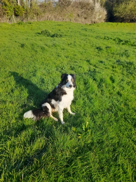 Crazy to get a border collie?