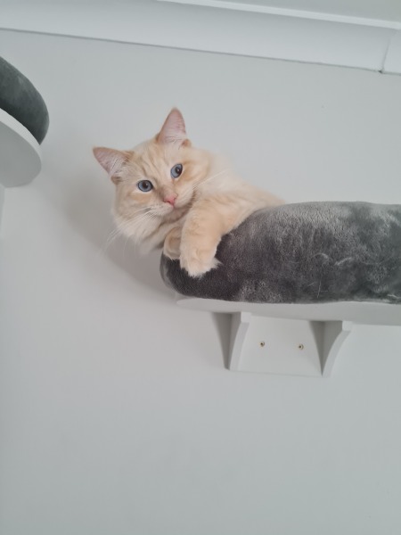 Naughty Cheddar!