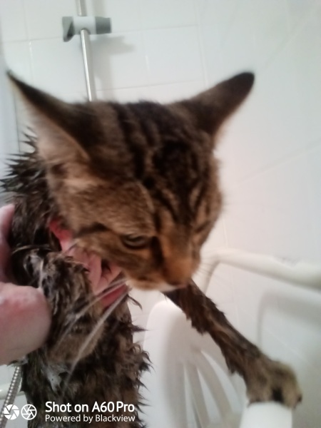 I need to bath my cat!