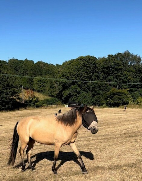 To feel sorry for people with horses?