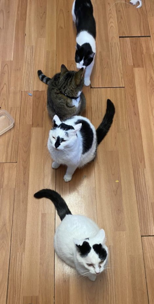 Shall I get another cat?