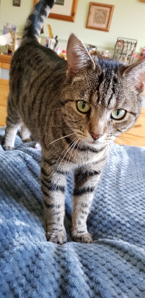 My Cat has been missing 2 days - Any more ideas on what I can do?