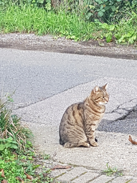 Thug cat part 4.  After all, it's not my Axminster.