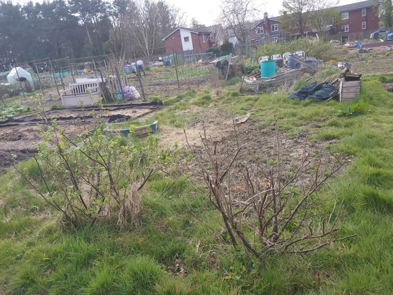 The Vegetable Patch Mark 2
