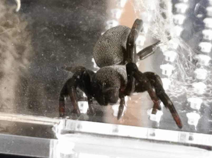 Did anyone get that big £30 spider skeleton from Asda? 