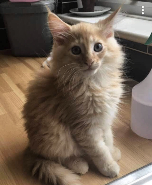 Kitten pics on a dreary Saturday 
