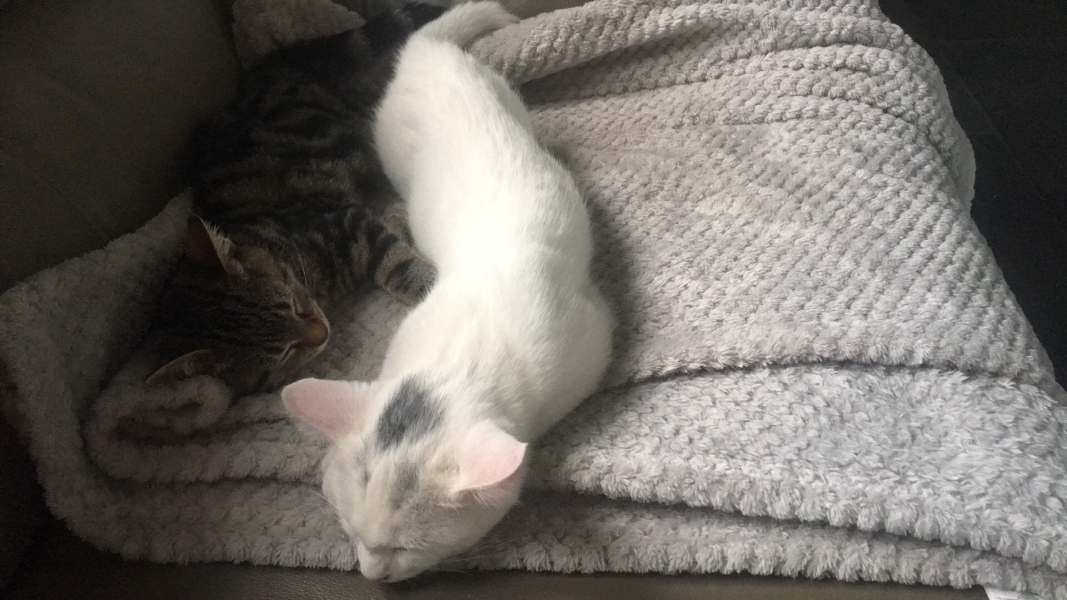 Help? I've acquired a very young kitten?