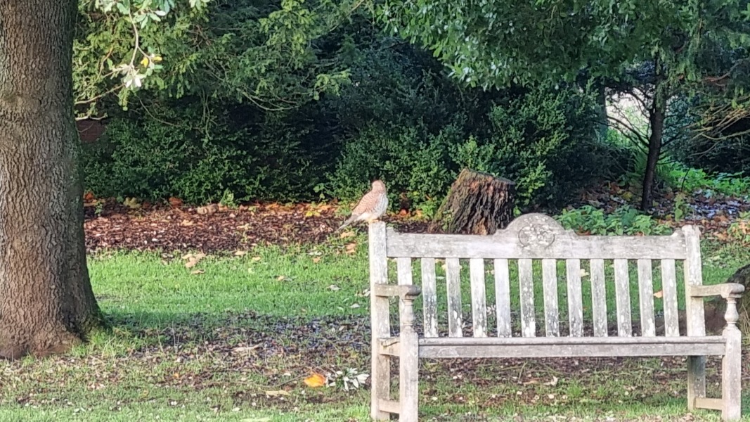 What is this bird?
