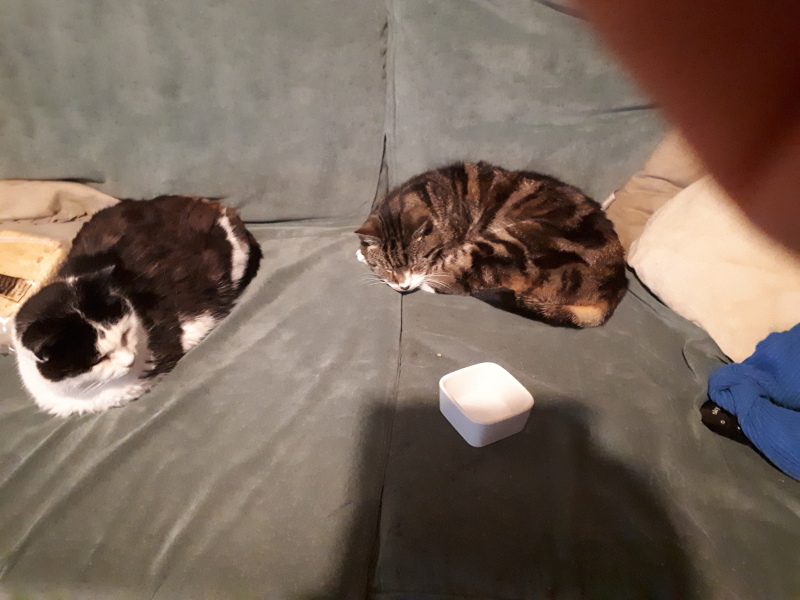 These are not my cats-honest!