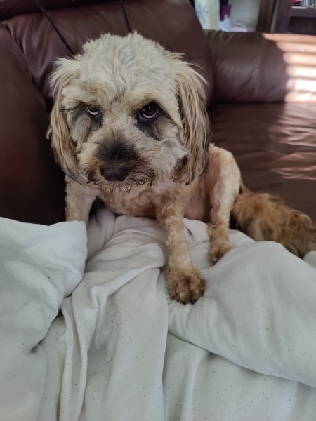 Anyone up for a 'My Dog POV' thread?