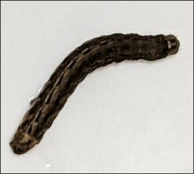 Can anyone identify this caterpillary thing found in my bath?!