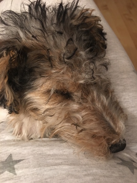 Anyone up for a 'My Dog POV' thread?