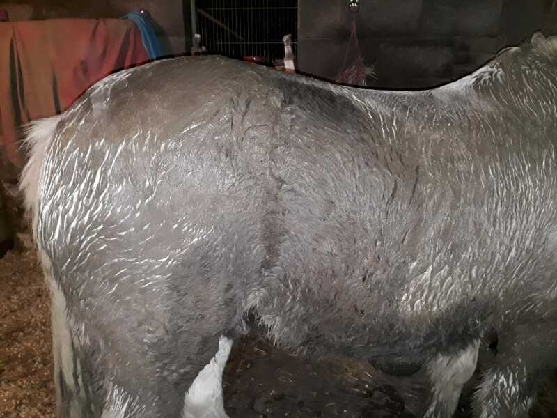 To feel sorry for people with horses?