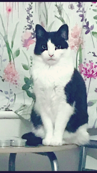 How much does your cat weigh? Do you think it's too much, too little or just right? :)