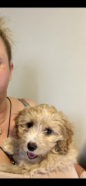 Pre-Christmas 22 Boot Camp Week 5: in the 2nd half