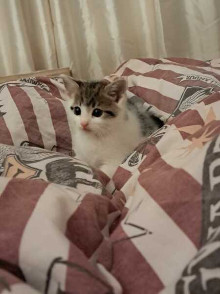 Help? I've acquired a very young kitten?